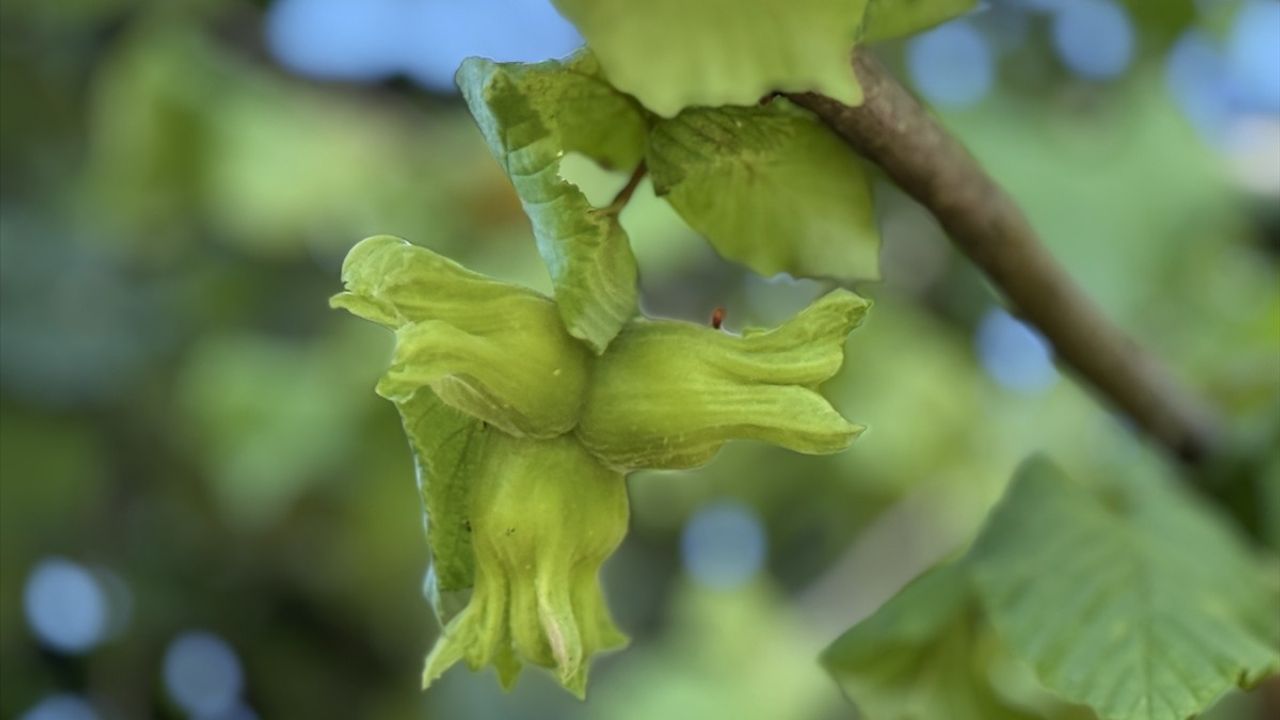 Düzce'de Fındık Hasadı Başlıyor: Tarihler ve Önemli Bilgiler