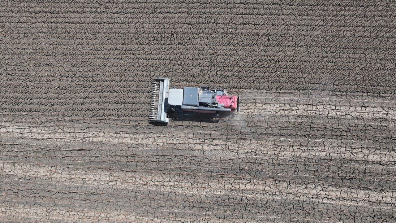 Edirne'de Ayçiçeği Hasadı Erken Başladı: Sıcaklar Verimi Düşürüyor