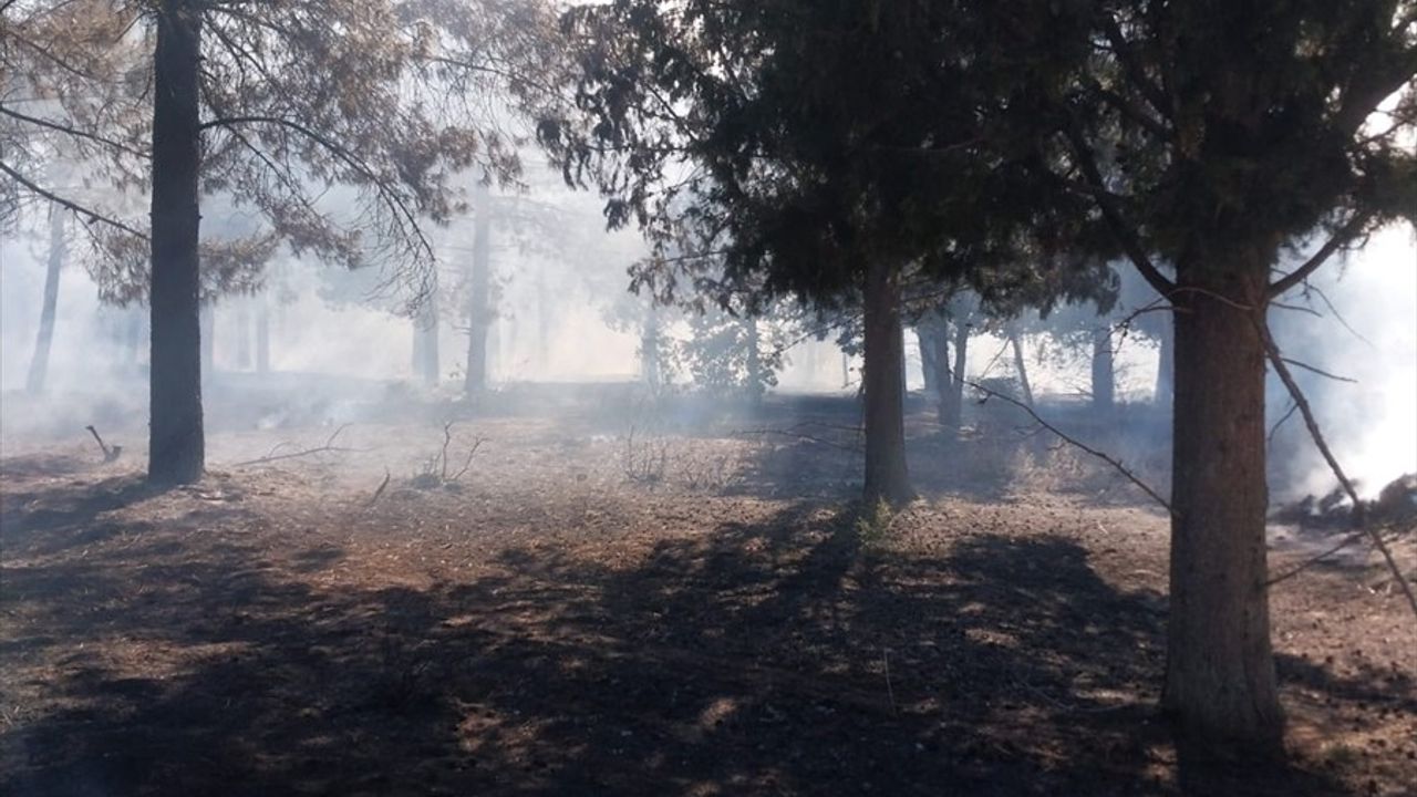 Edirne'de Orman Yangını Kontrol Altına Alındı