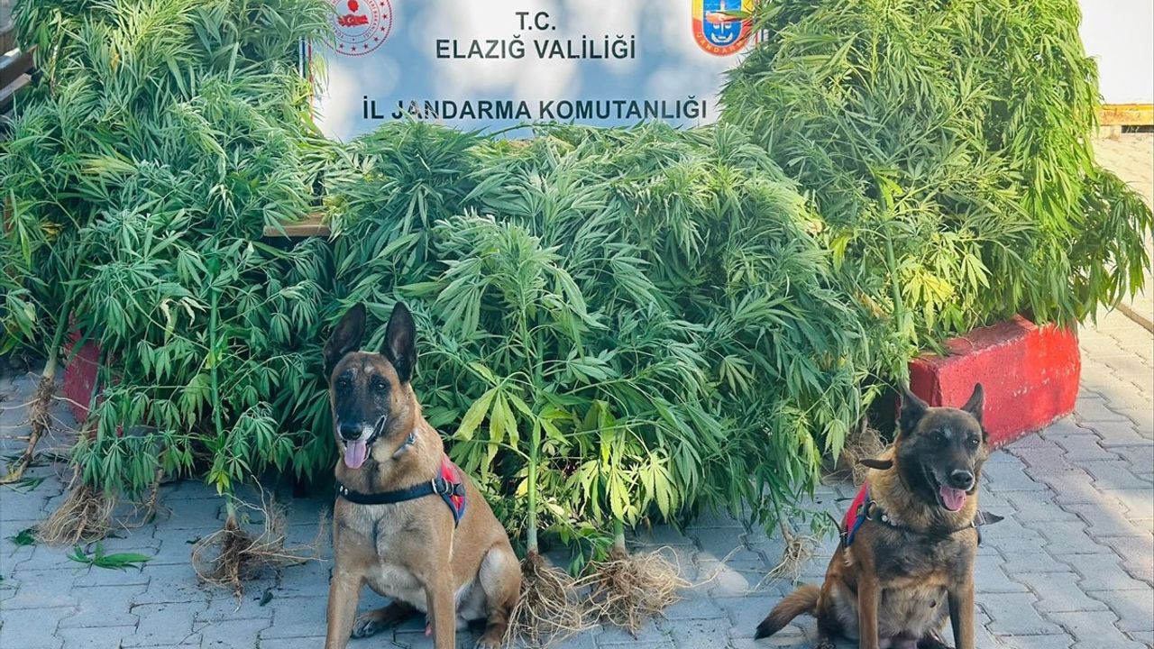 Elazığ'da Uyuşturucu Operasyonu: Hint Keneviri ve Esrar Ele Geçirildi