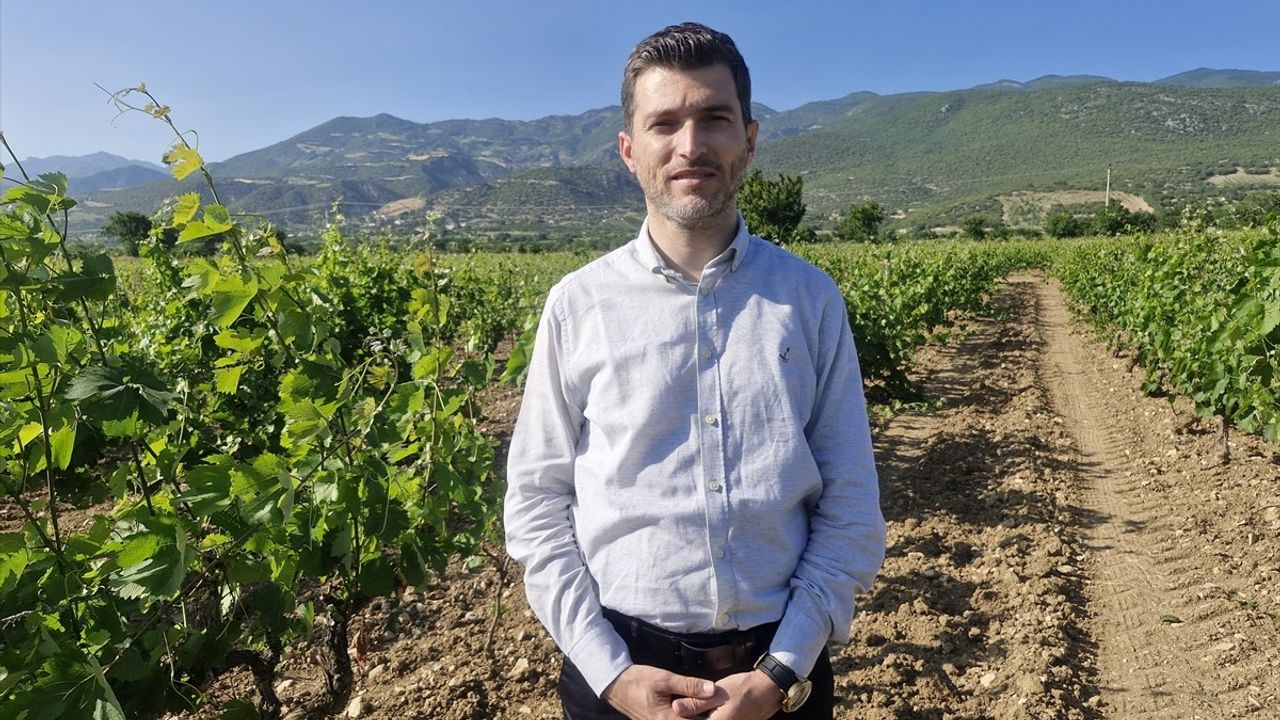 Erbaa Narince Bağ Yaprağından Yılsonunda 2 Milyar Liralık Beklenti