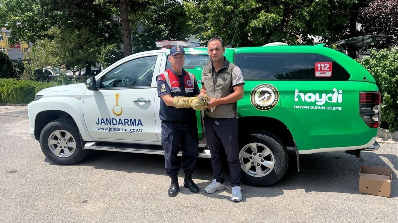 Erzincan'da Yaralı Baykuş Yavrusu Tedavi Altına Alındı