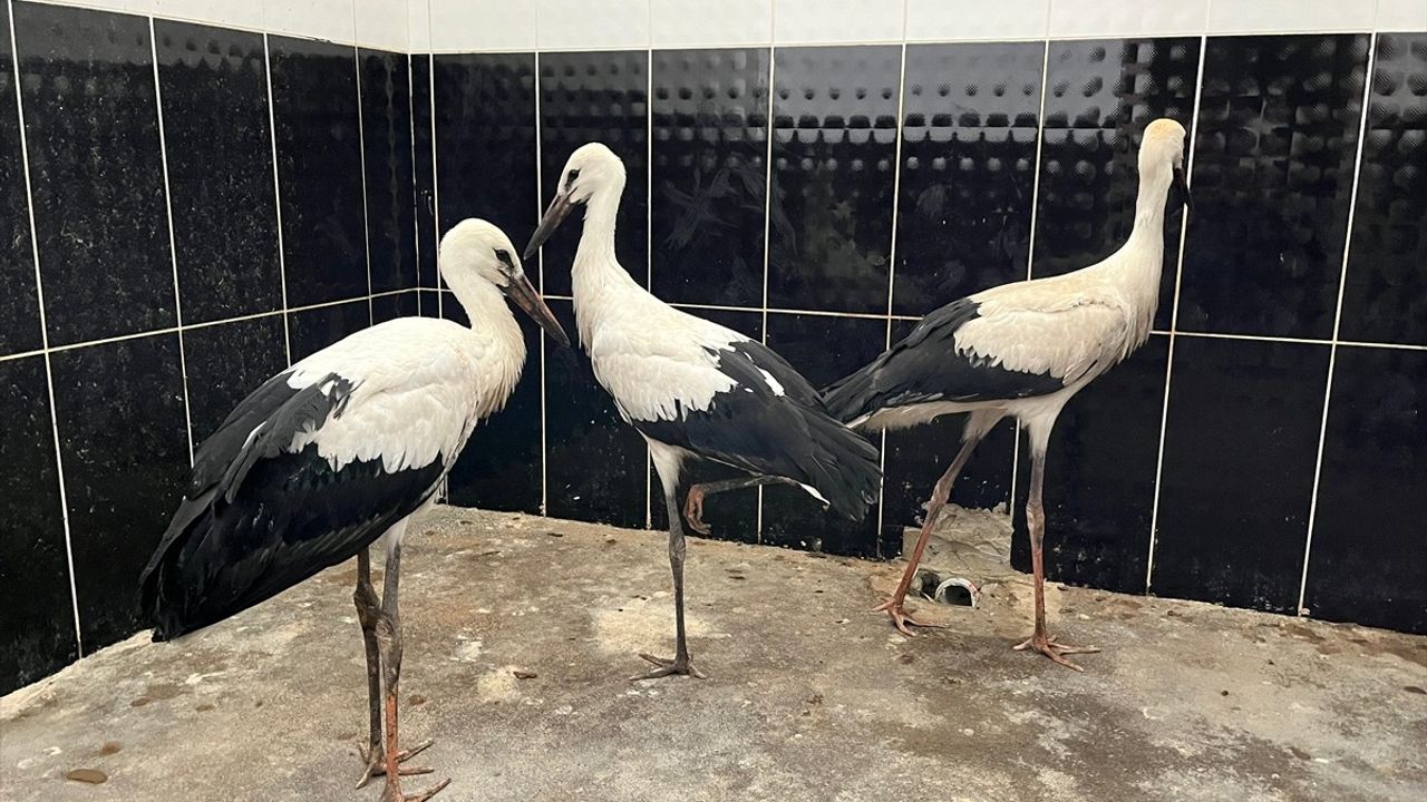 Erzurum'da Yaralı Leylek Yavruları Koruma Altına Alındı