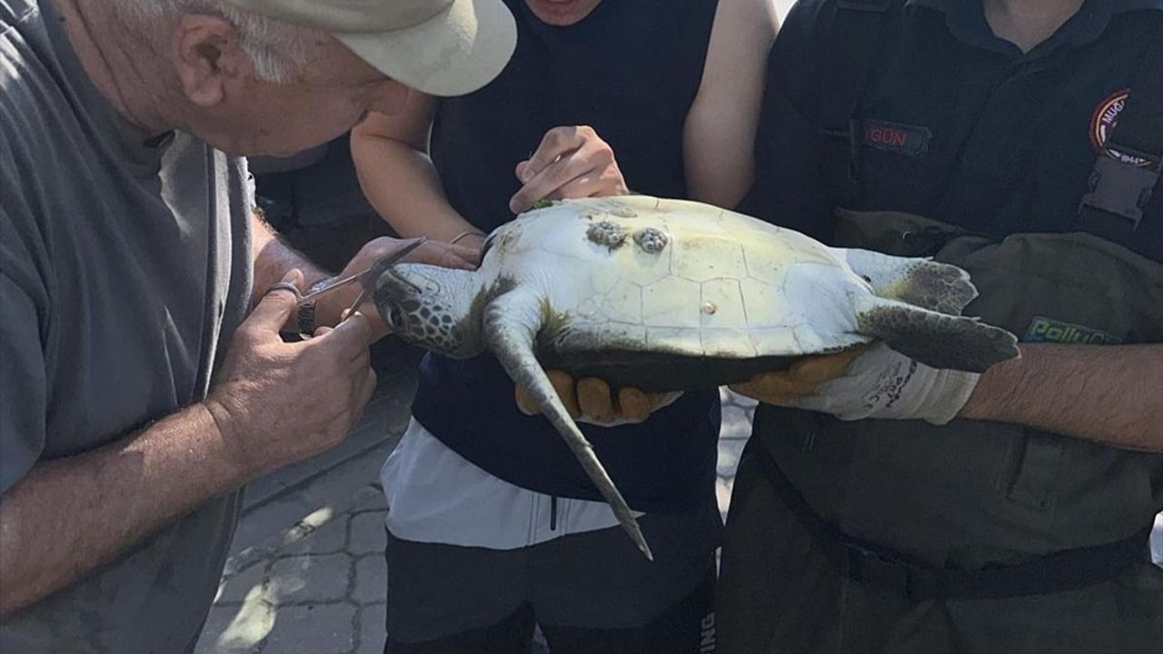 Fethiye'de Caretta Caretta Kurtarıldı