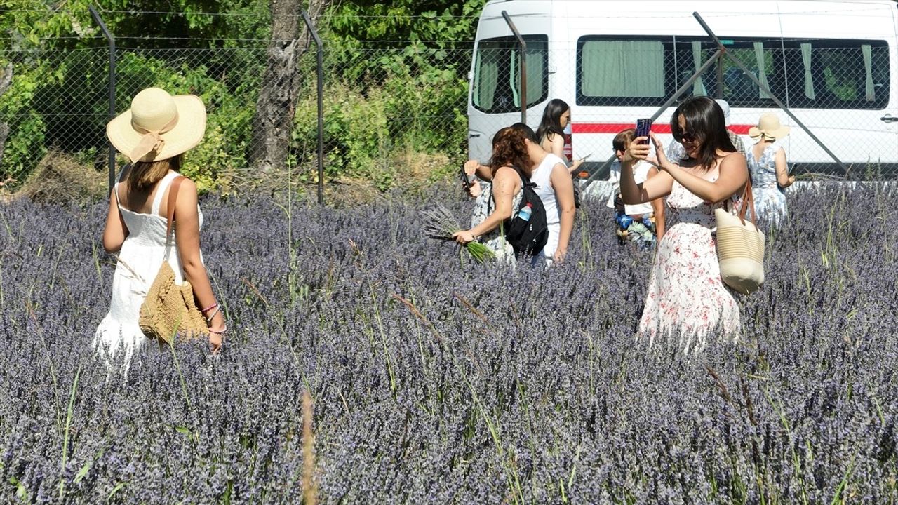 Fethiye'de Lavanta Hasadıyla Renkli Etkinlik