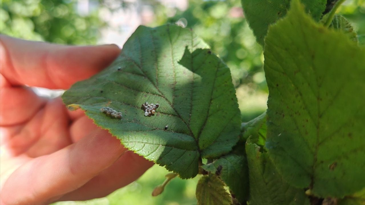Fındık Hasadı Öncesi Kritik Mücadele: Kokarca Zararlısına Karşı Yoğun Çalışmalar