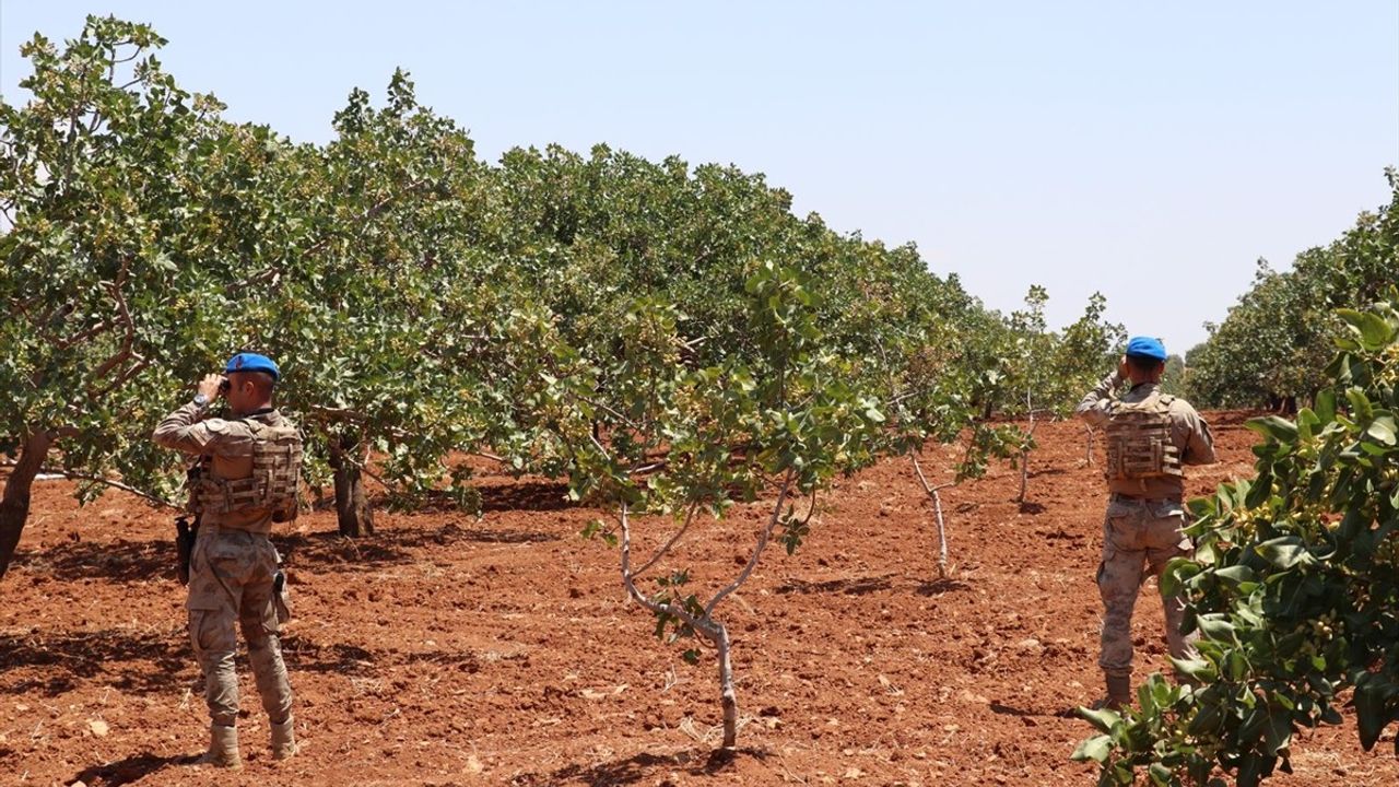 Gaziantep'te Jandarma Antep Fıstığı Hasadında Nöbette