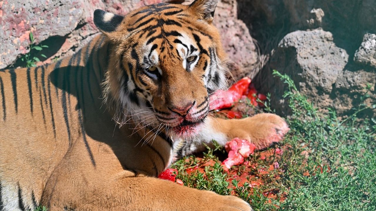 Gaziantep'te Kaplanlara Özel Buzlu Kokteyl Kutlaması