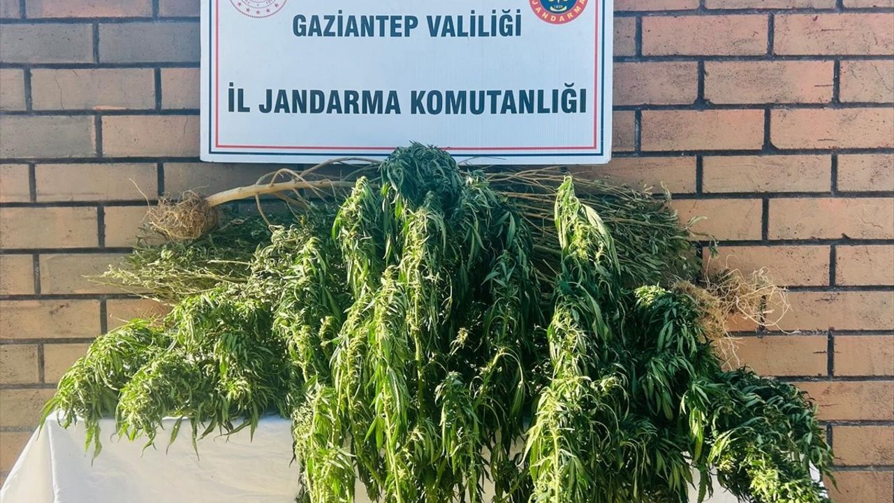 Gaziantep'te Uyuşturucu Operasyonu: 1 Tutuklama
