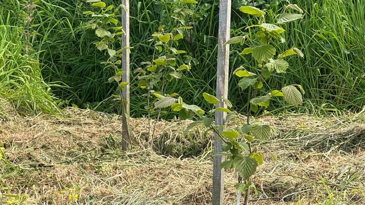 Giresun'da Çakıldak Fındık Projesi: Yeni Çeşitler Yolda