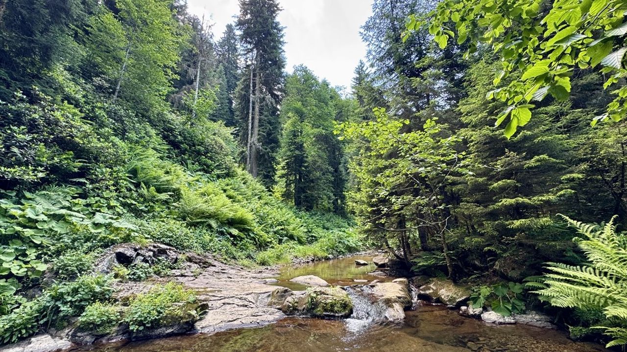 Giresun'da Paşakonağı Yaylası'nın İhtişamı: Akarsular ve Doğa Manzaraları