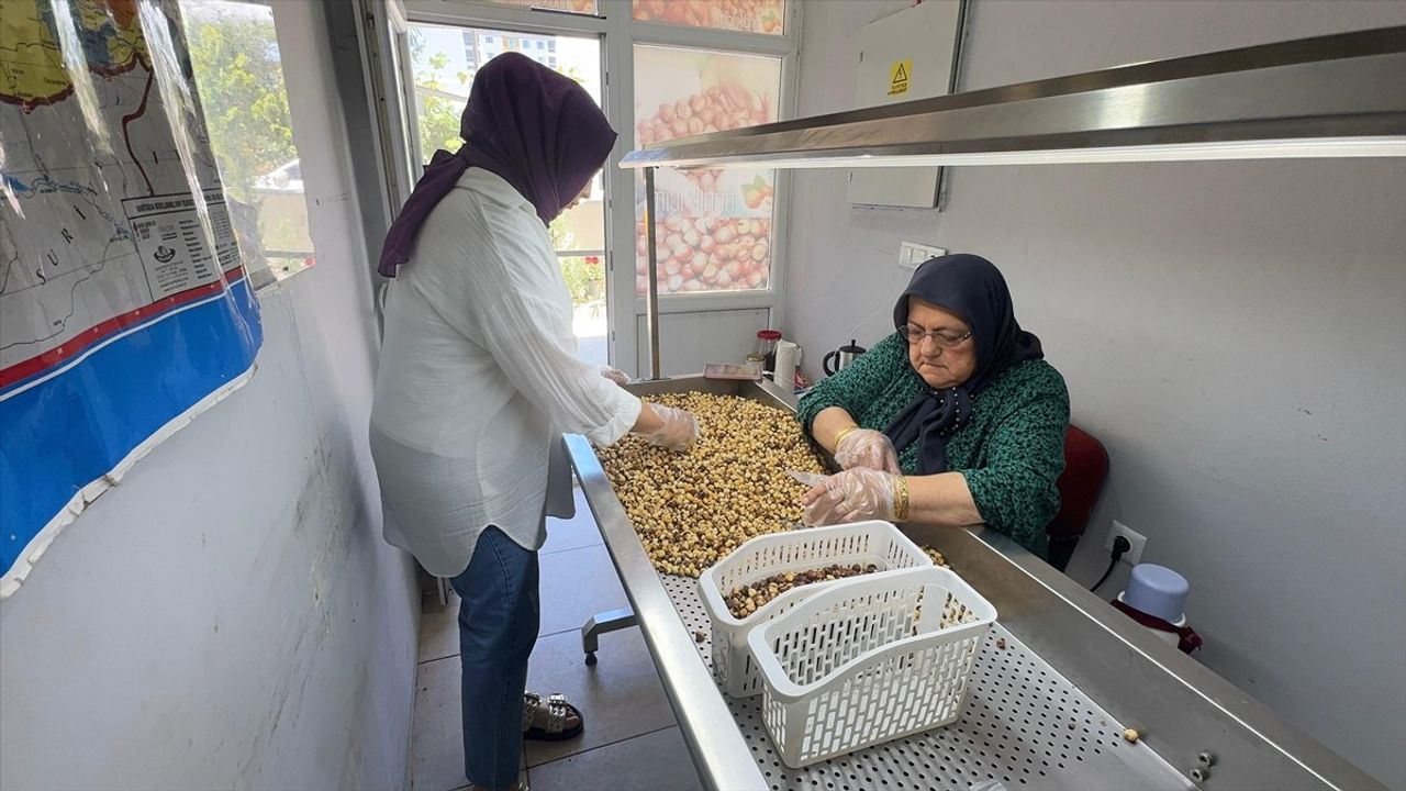 Giresunlu Kadın Girişimci KOSGEB Desteğiyle Fındık İşleme Tesisi Kurdu