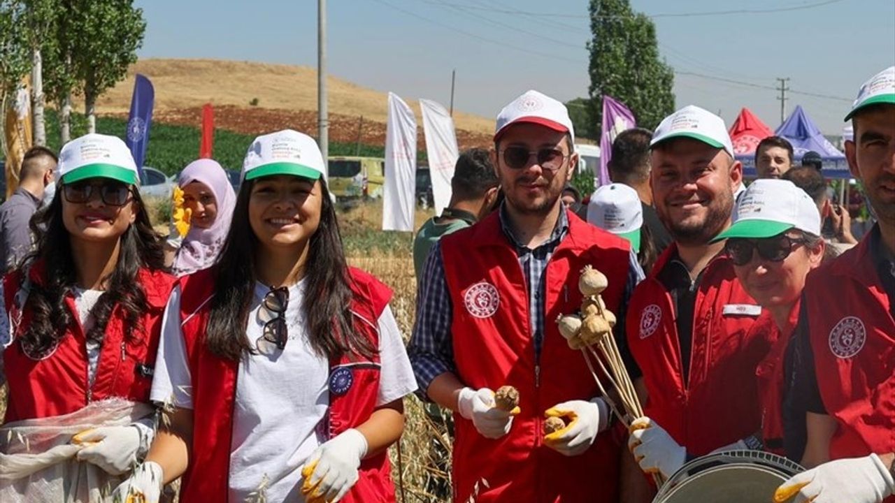 Gönüllü Gençler Tarımda Hasat İçin Bir Araya Geliyor