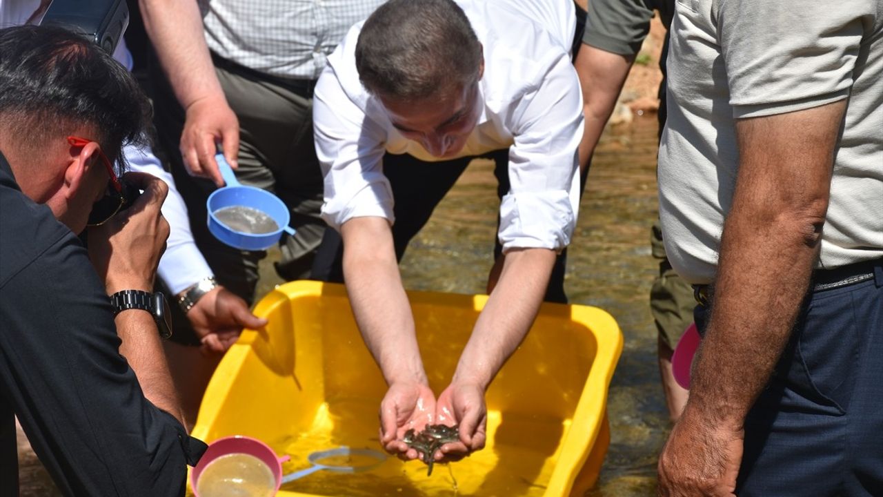 Gümüşhane'de 400 Keklik Doğaya Salındı