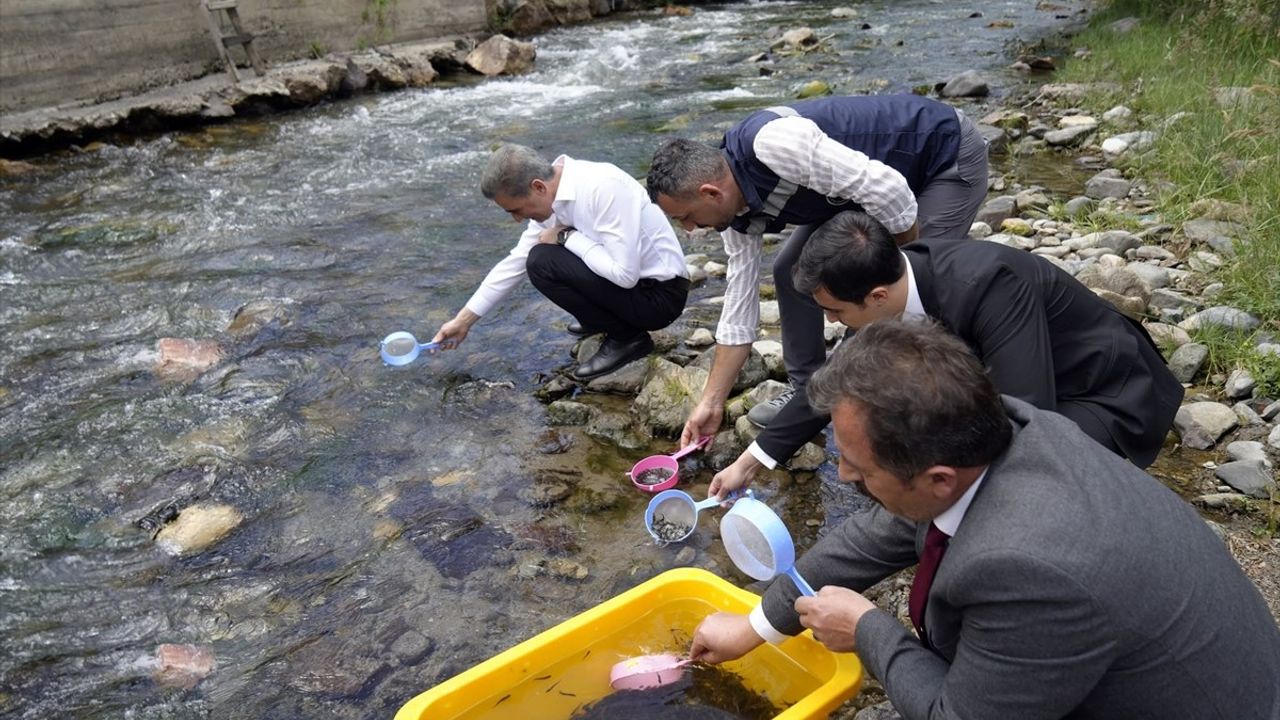 Gümüşhane'de Çit Deresi'ne 10 Bin Alabalık Yavrusu Salındı