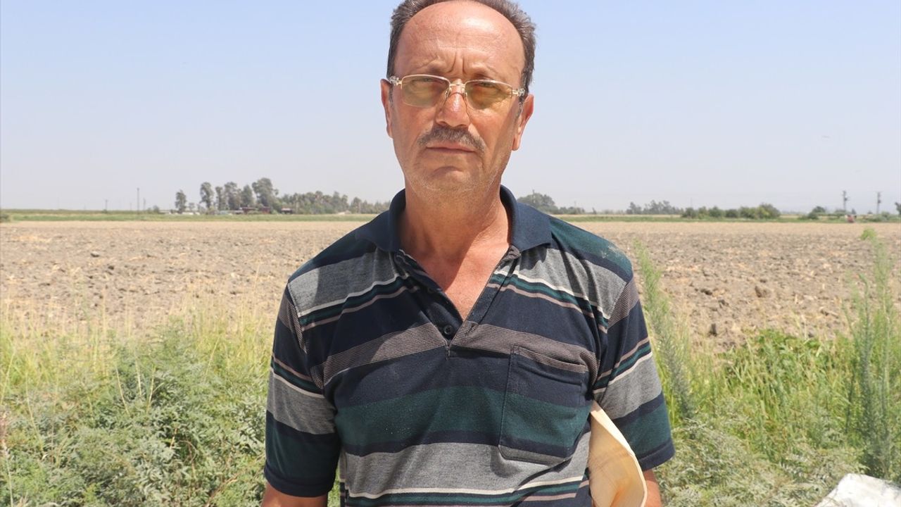 Hatay'da Amik Ovası'nda Mısır Hasadı Başladı