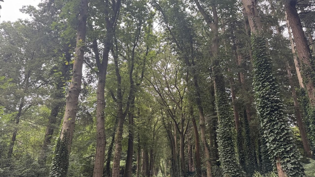 Hollanda'nın Doğal Ağaç Tünelleri: Sürücülere Doğa ile Bütünleşme Fırsatı