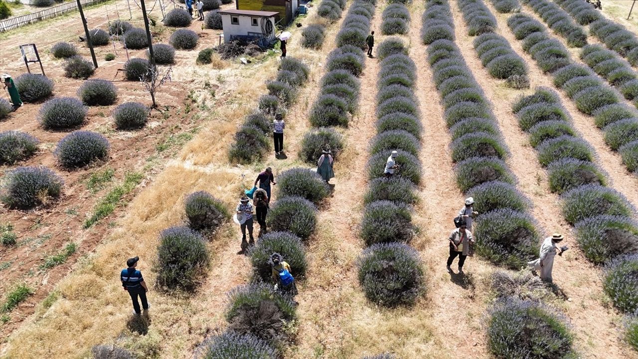 Isparta'nın Mor Tarlaları, Turistlerin Uğrak Noktası Oldu