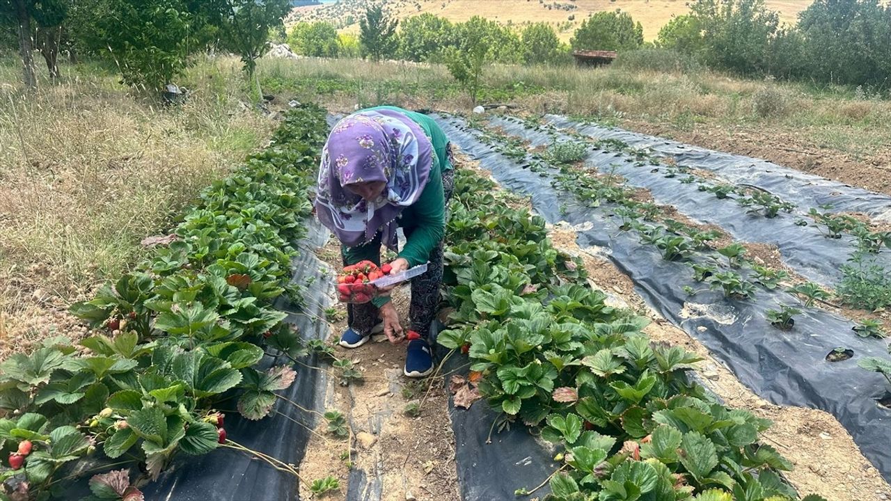 Isparta Yaylalarında Çilek Hasadı Başladı