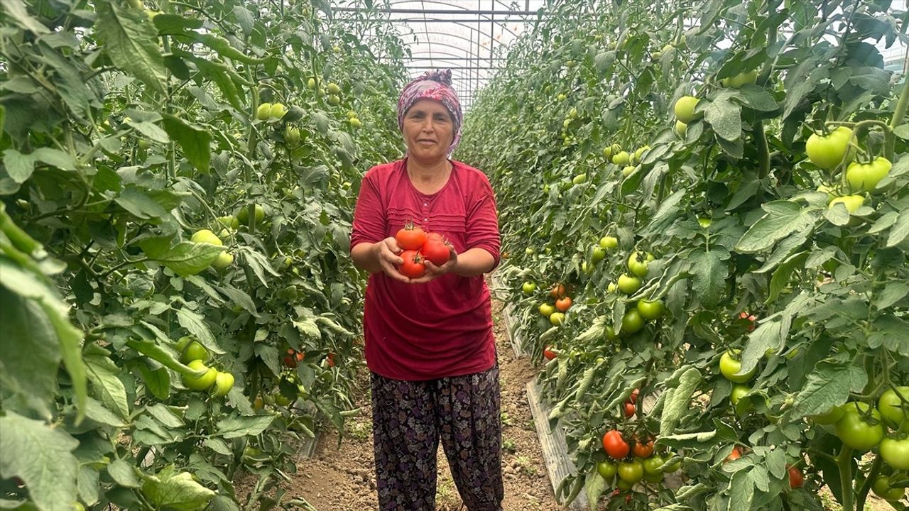 Isparta Yaylalarında Kış Domatesi Hasadı Başladı