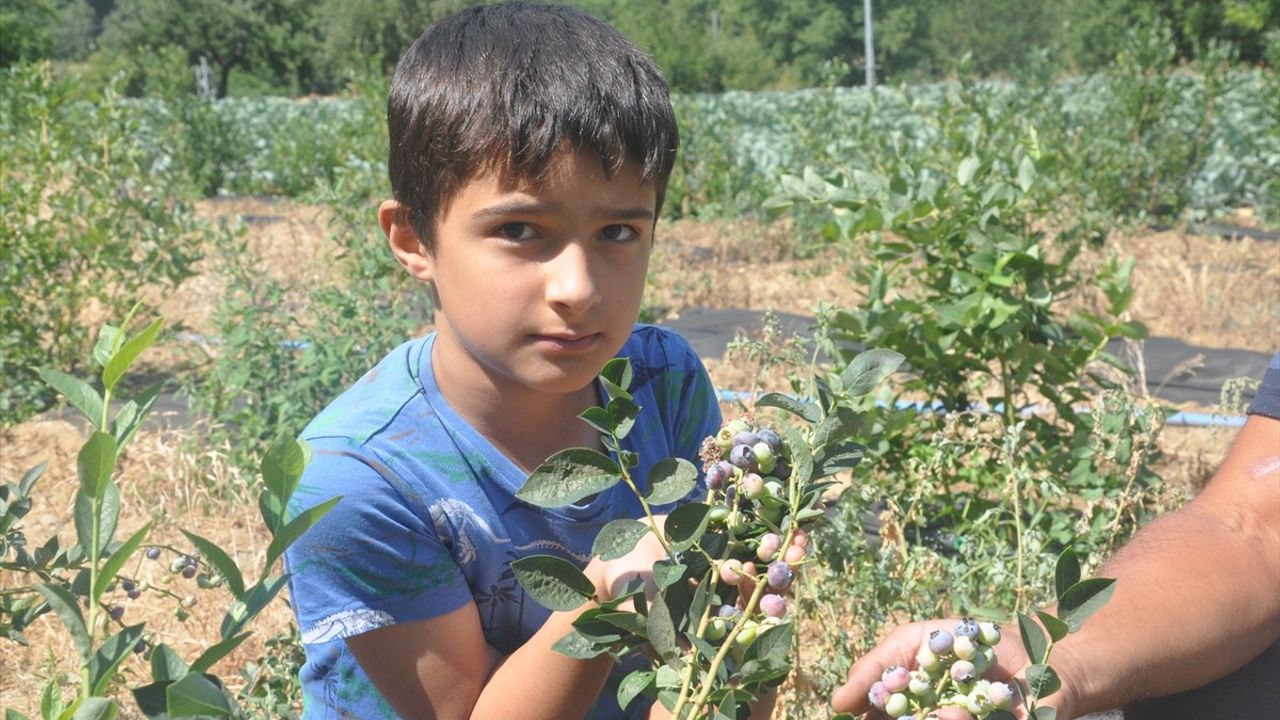 İzmir'de Maviyemiş İlk Hasadını Verdi: Çiftçi Zafer Tepe'nin Başarısı