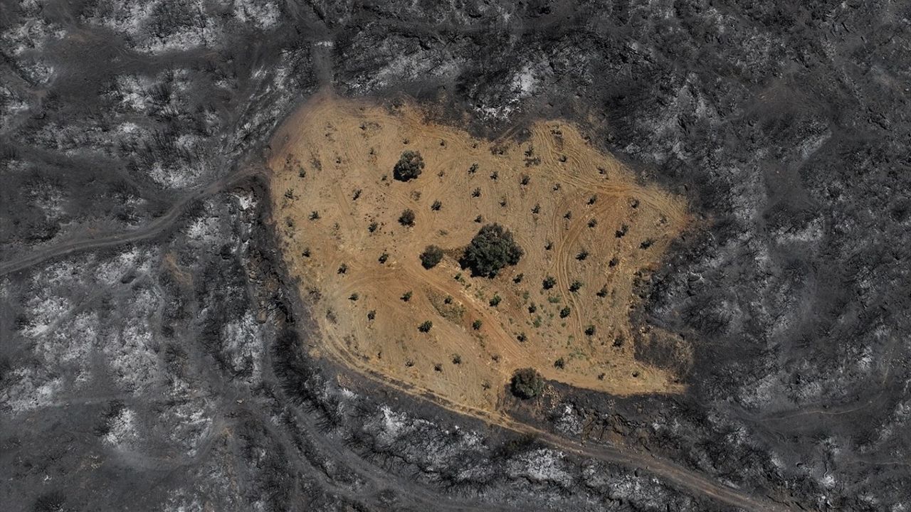 İzmir'deki Bahçe Yangından Korumayı Başardı