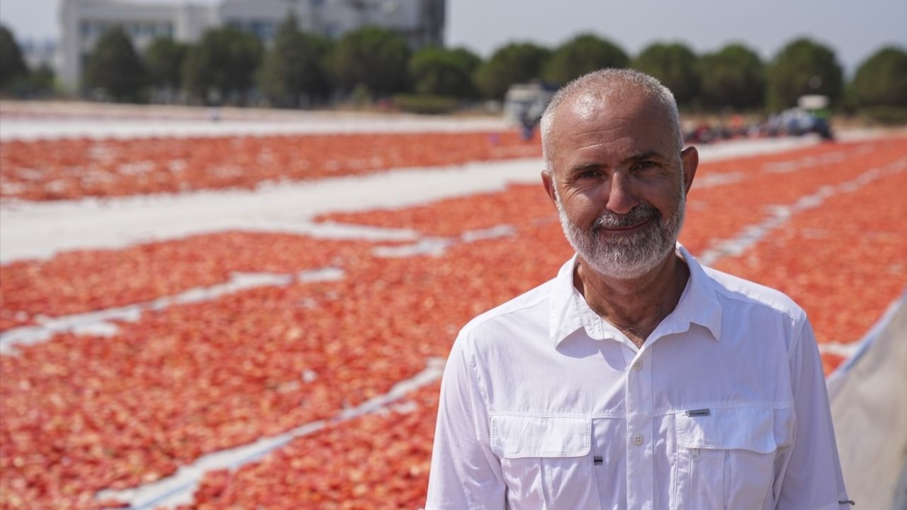 İzmir Torbalı'da Kuru Domates Mesaisi Başladı