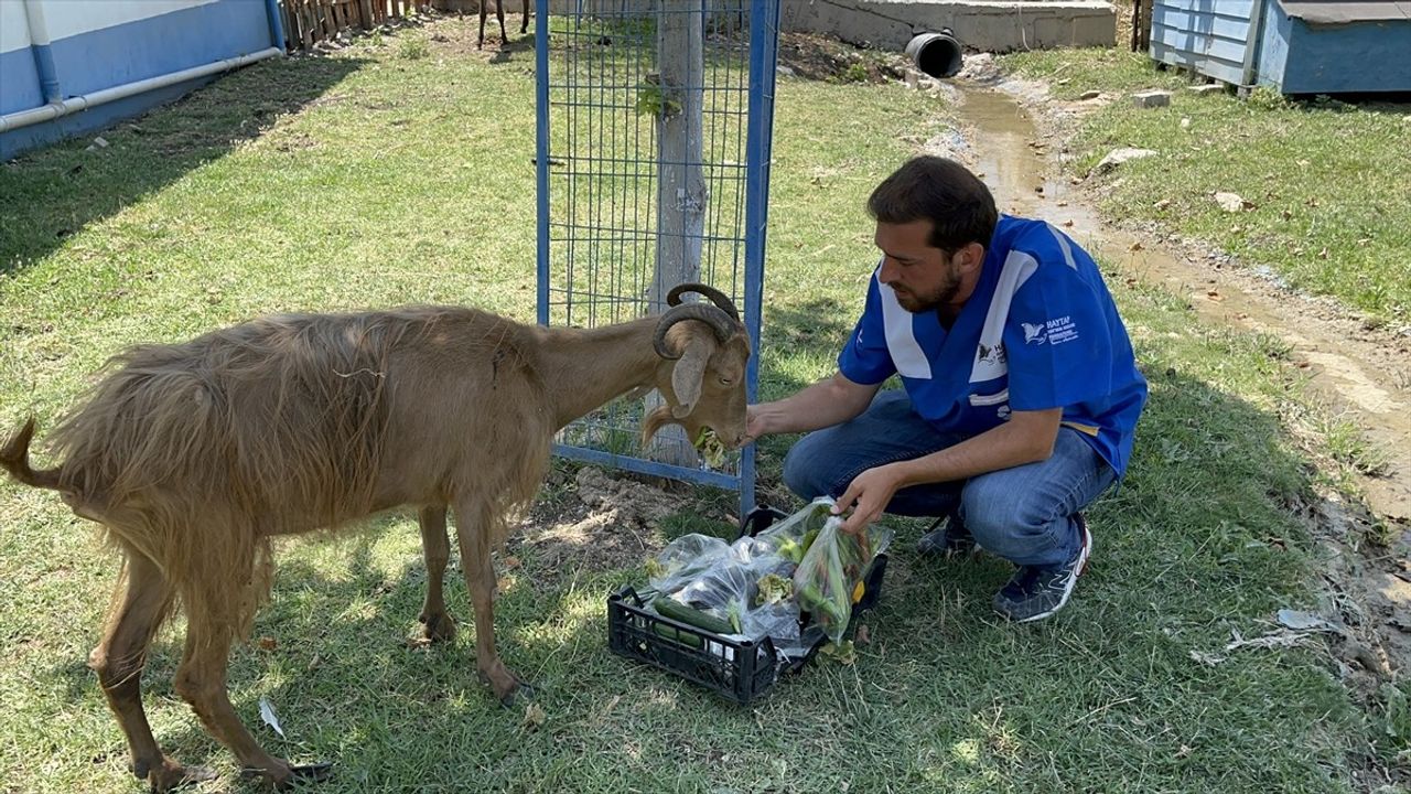 İzmir Yangınlarında Yaralanan 28 Hayvan Bursa'da Tedavi Ediliyor