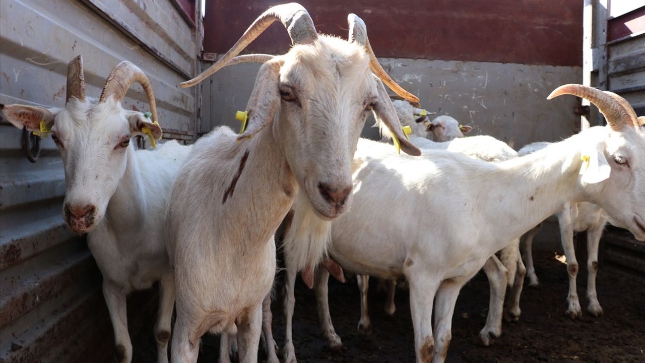 İzmir Yangınlarında Zarar Gören Hayvanlar ve Kovanlar İçin Yenileri Dağıtılmaya Başlandı