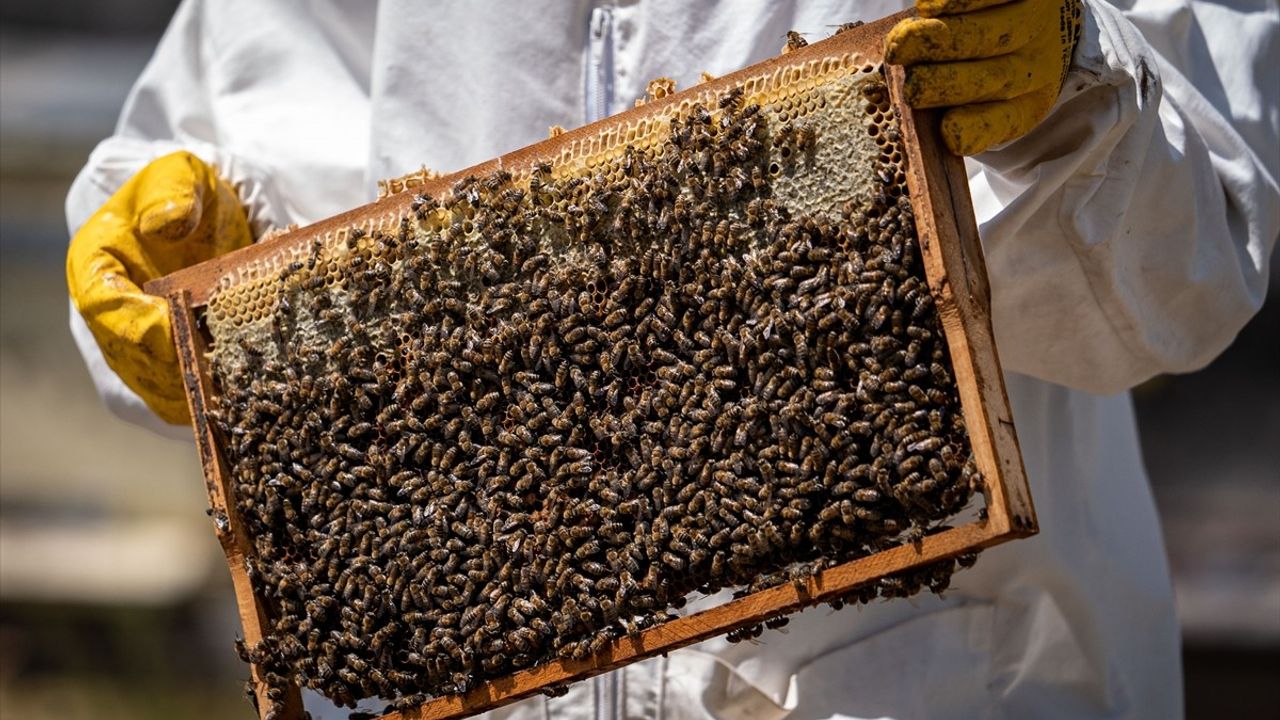 Kanseri Yenen Mehmet Dede, Arıcılıkla Hayatına Yeni Bir Soluk Getirdi