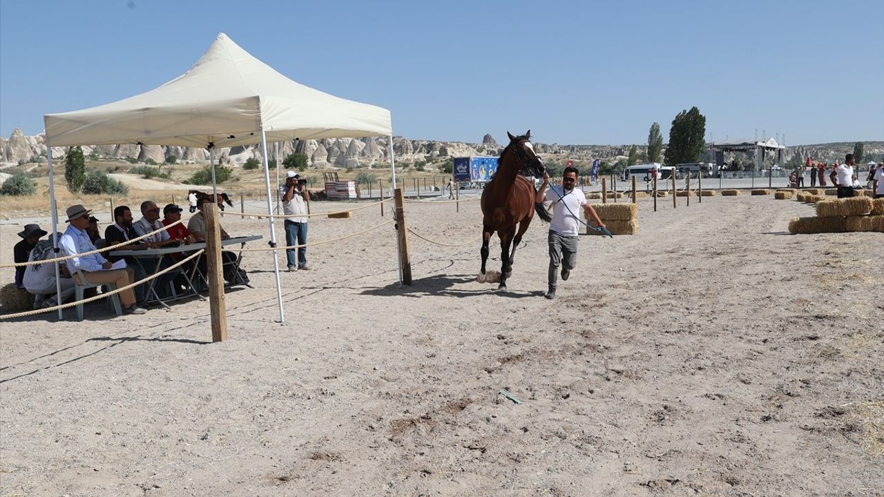 Kapadokya'da At Güzellik Yarışması Renkli Görüntülere Sahne Oldu
