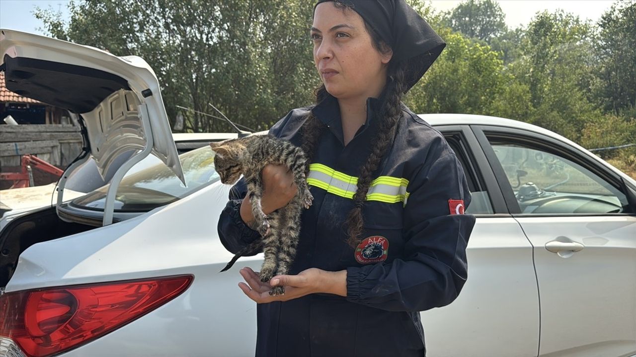 Karabük'teki Orman Yangınında Yaralı Kediye Hayvanseverler Yardım Eli Uzattı
