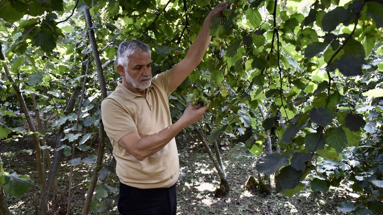 Karadeniz Fındık Üreticileri Hasat İçin Gün Sayıyor