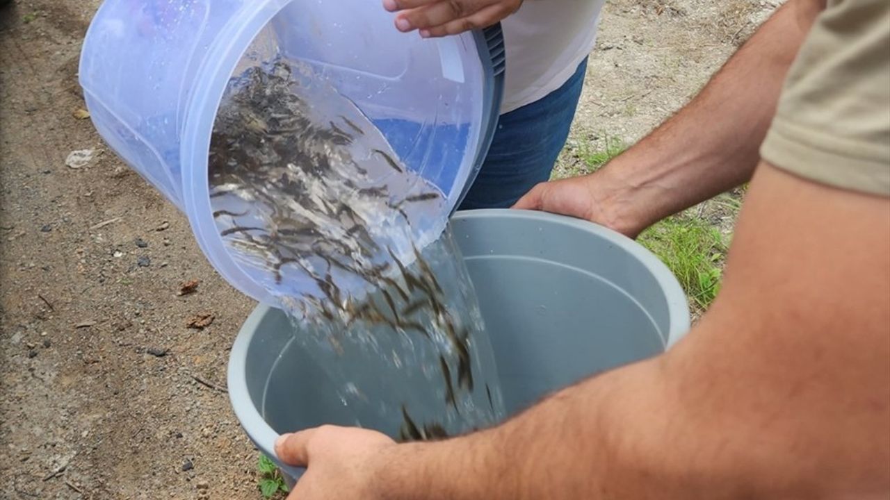 Karadere Vadisi'ne 15 Bin Alabalık Yavrusu Bırakıldı