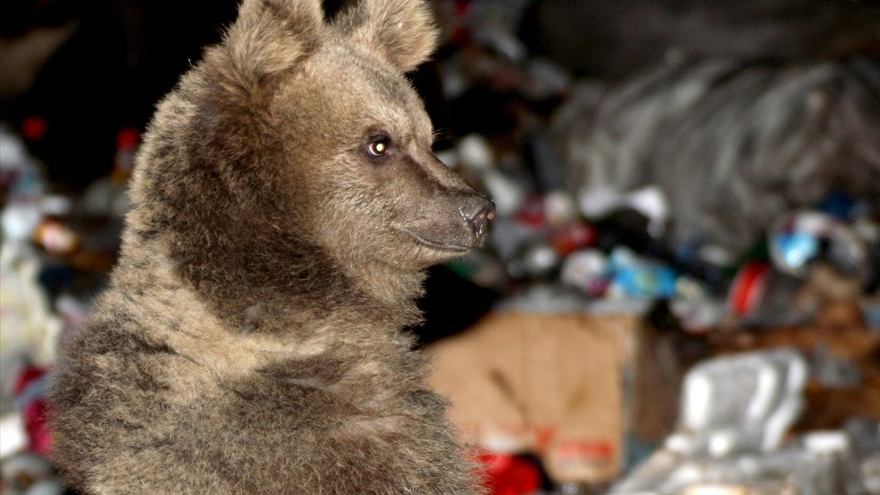 Kars'ta Bozayı Mahalleye İnerek Yiyecek Aradı