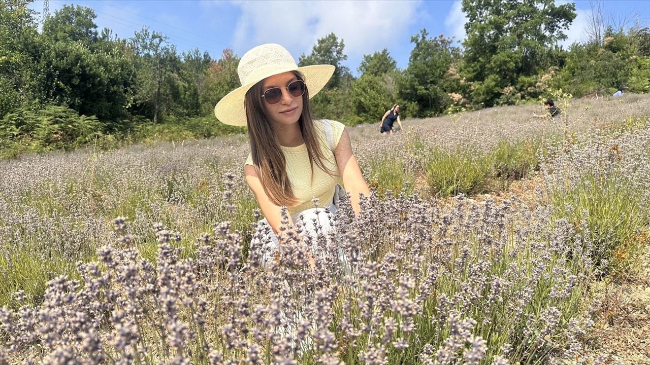 Kastamonu'da Lavanta Bahçesi Hasat Şöleni Düzenlendi