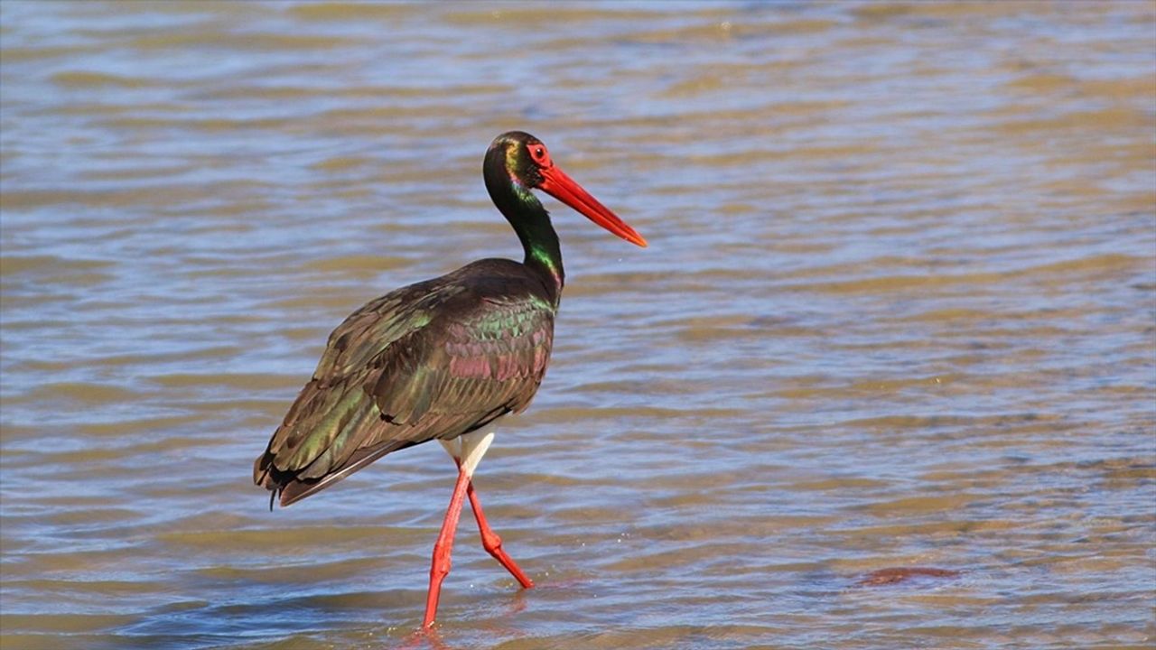 Kastamonu'da Nadir Kara Leylek Görüntülendi