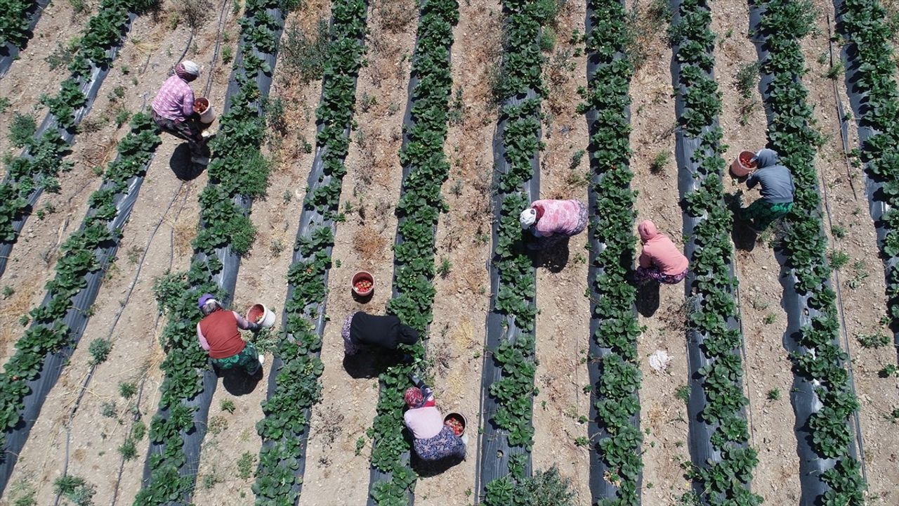 Kazdağları’nın Çilekleri ile Ekonomik Canlanma