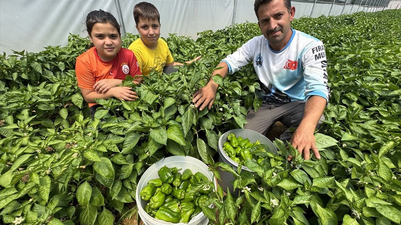 Keban Biberi, Elazığ'da Devlet Desteğiyle Seralarda Yetiştiriliyor