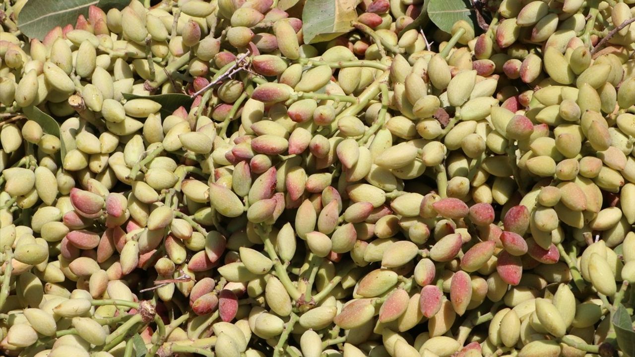 Kilis'te Boz Antep Fıstığı Hasadı Başladı