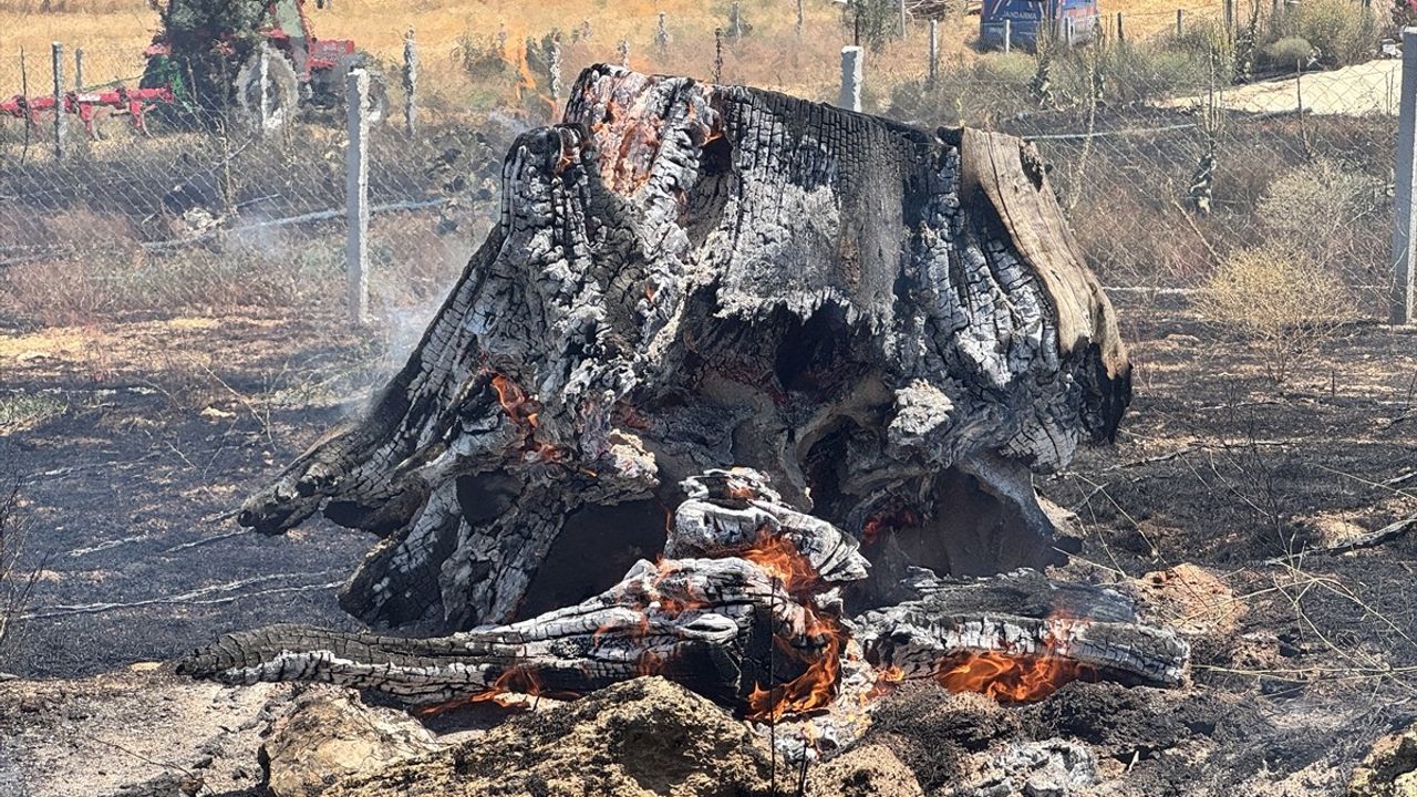 Kırklareli'nde 20 Dekar Ceviz Bahçesi Yangında Zarar Gördü