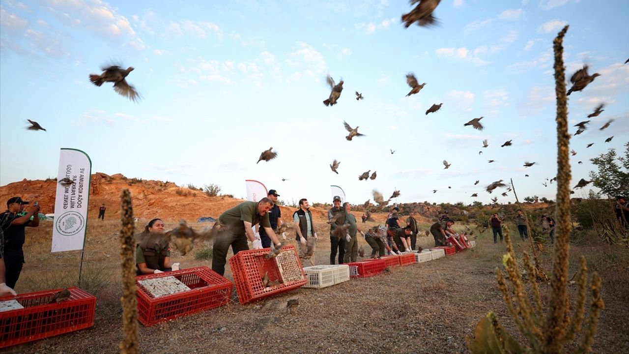 Kırklareli'nde 600 Keklik Doğaya Salındı