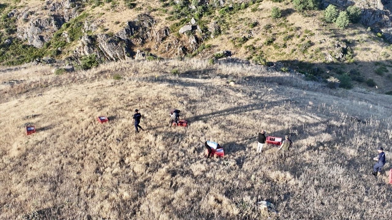 Kırşehir'de 600 Kınalı Keklik Doğaya Salındı