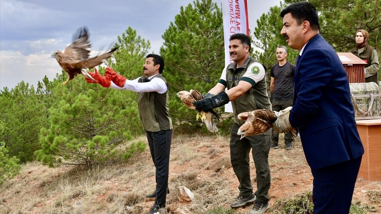 Kırşehir'de Yaralı Kuşlar Bozkır Dağları'na Uçtu
