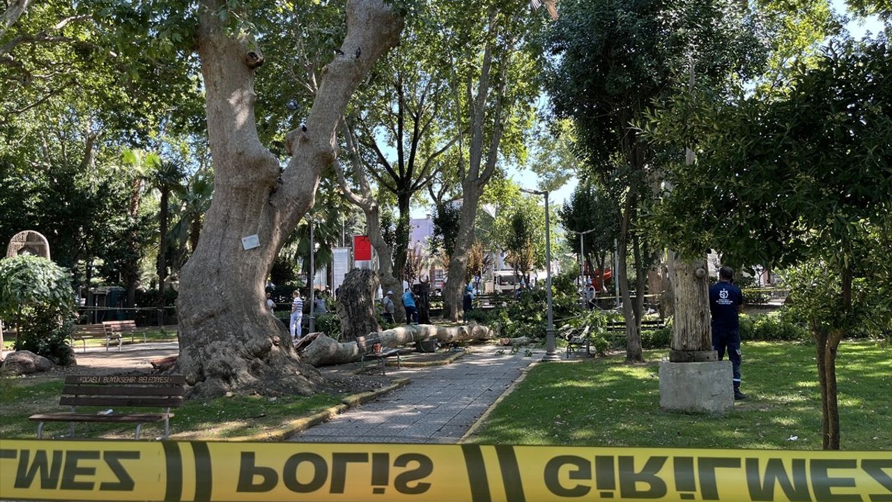 Kocaeli'de Ağaç Dalı Düşmesi: 1 Ölü, 2 Yaralı