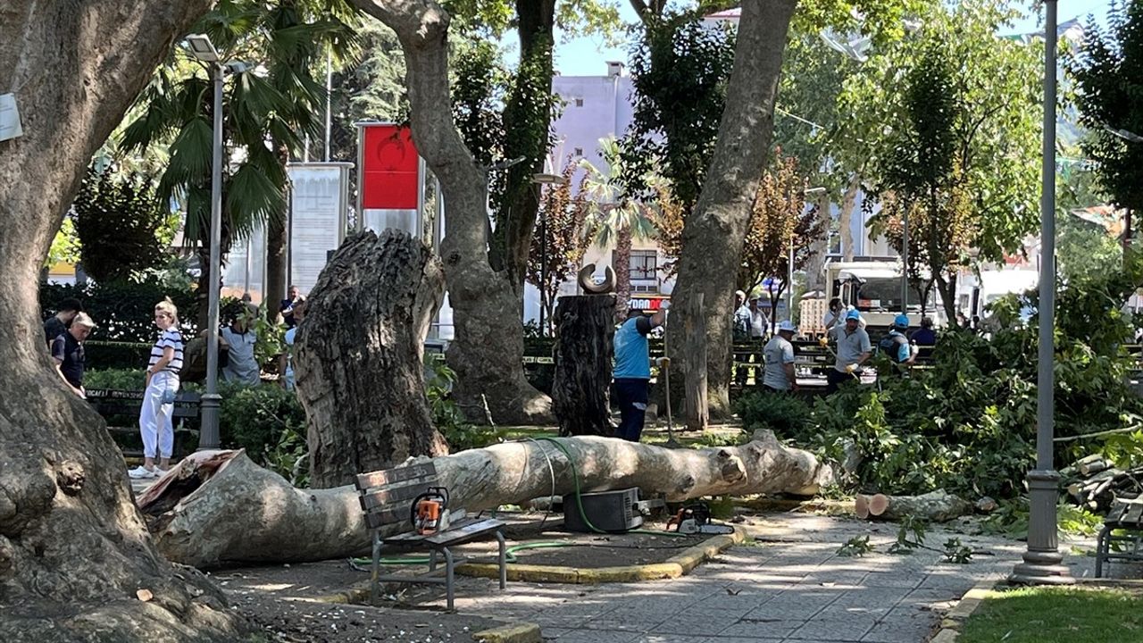 Kocaeli'de Çınar Ağacından Düşen Dal, 1 Can Aldı: O Anlar Kamerada