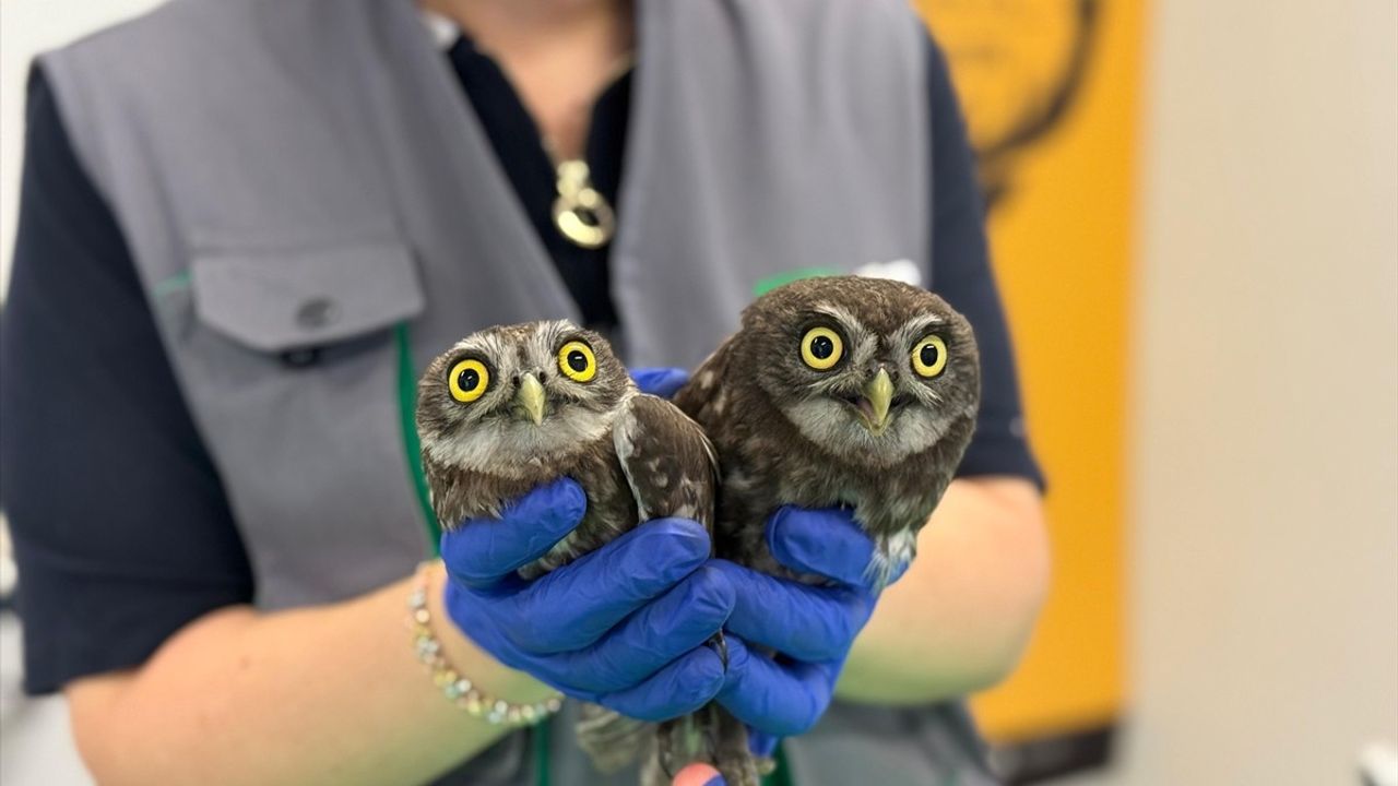 Kocaeli'de İki Baykuş Bacadan Kurtarıldı