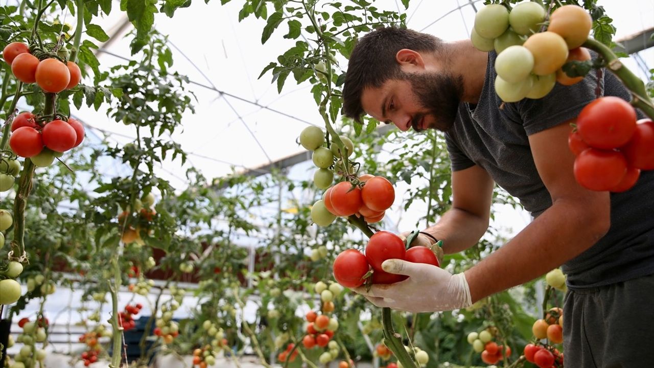 Kocaeli'de Yağmur Suyuyla Sulanan Volkanik Cüruf Tarımı