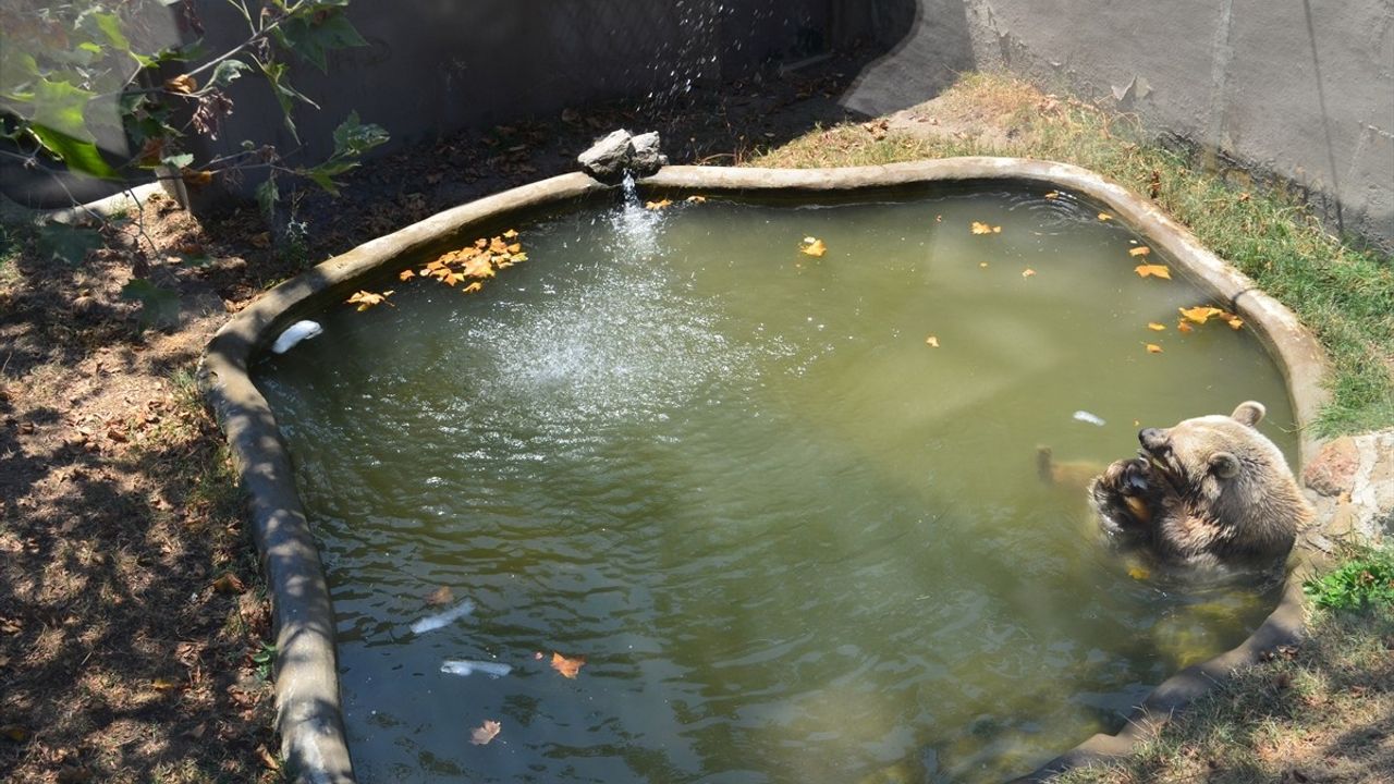 Kocaeli Hayvanat Bahçesi'nde Yazın Serinletme Önlemleri