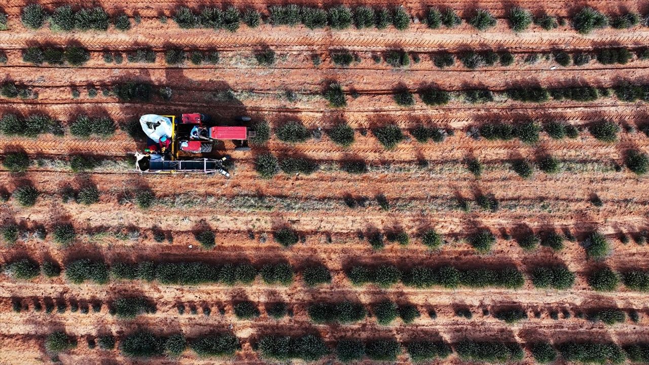 Konya'da Kıraç Araziler Lavanta ile Şaha Kalktı